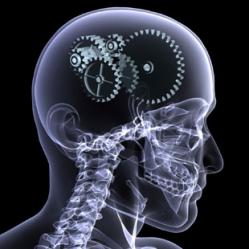 cerveau.jpg