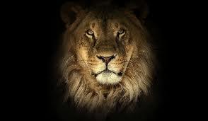 lion.jpg